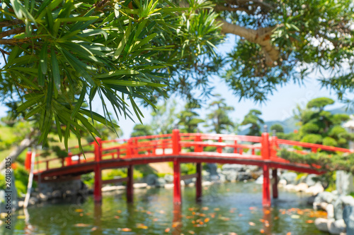 willow tree leaves in japanese style garden  blurred red wooden bridge as background