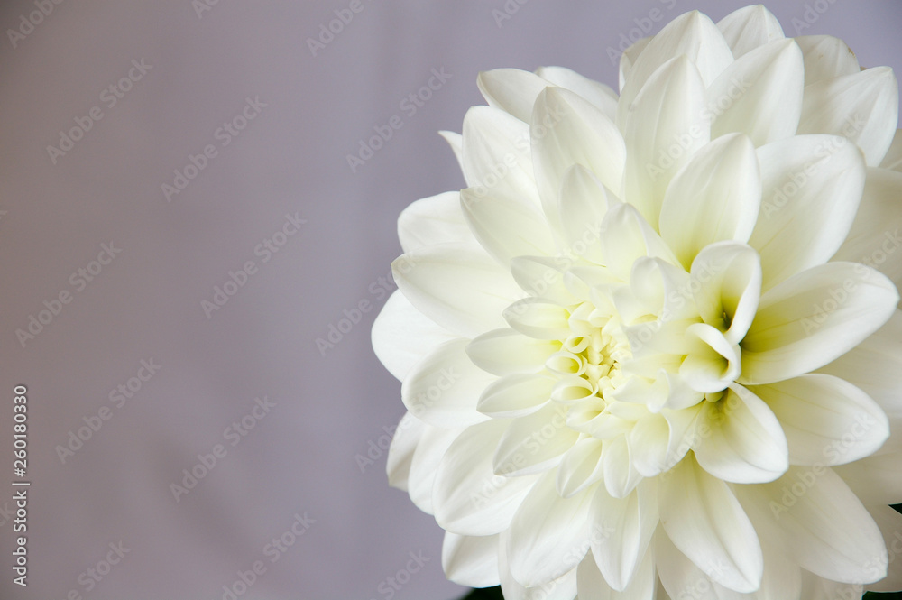 白背景で撮影した白いダリアの花のアップ Stock Photo Adobe Stock