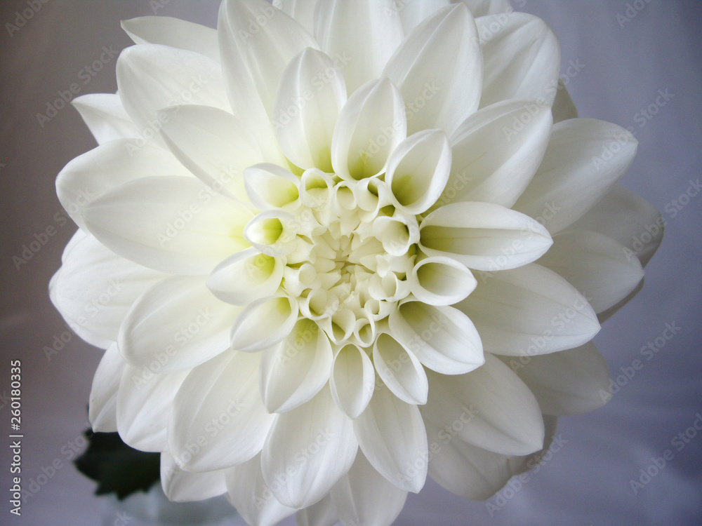 白バックで撮影した白色のダリアの花一輪