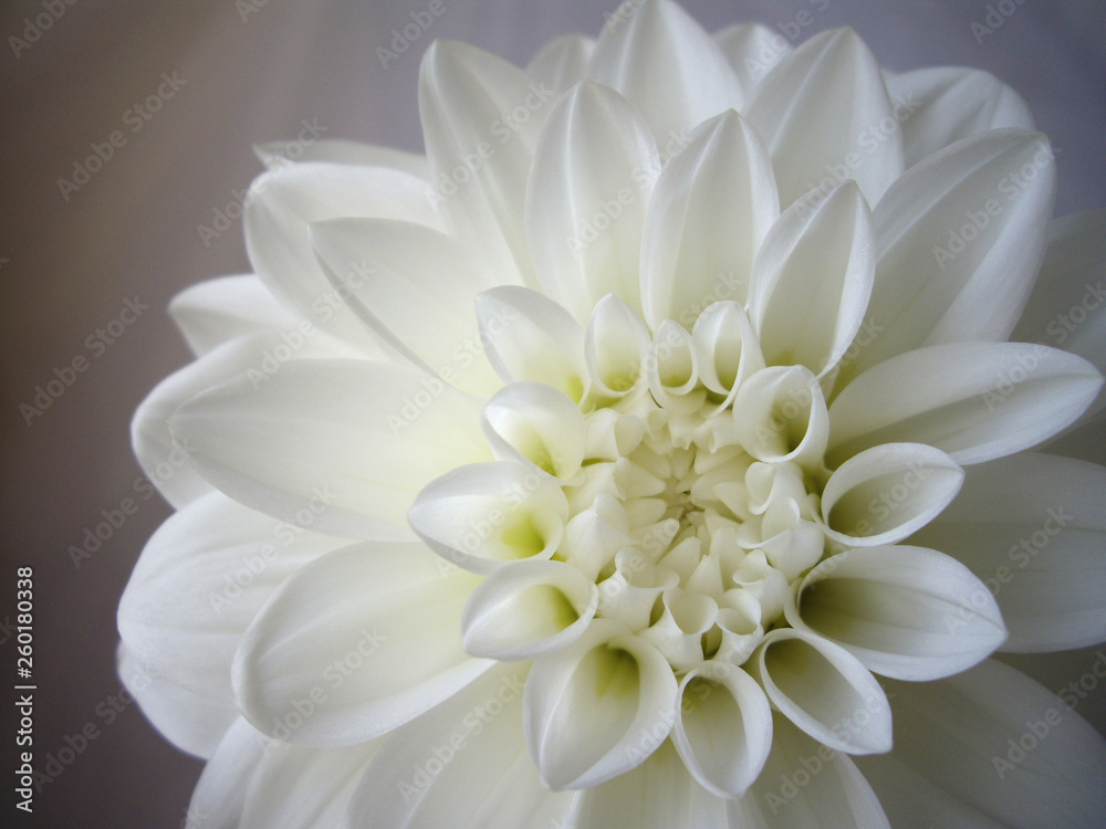 白背景で撮影した白いダリアの花のアップ Stock Photo Adobe Stock