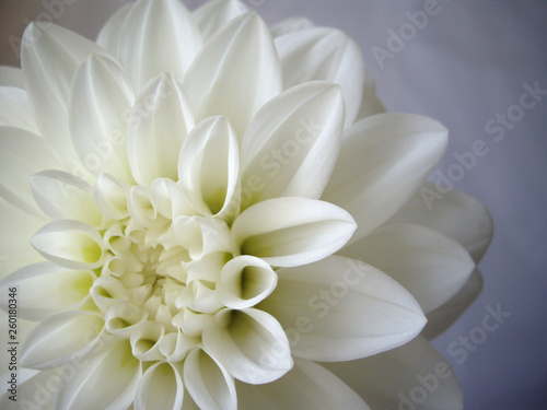 白背景で撮影した白いダリアの花のアップ © september55