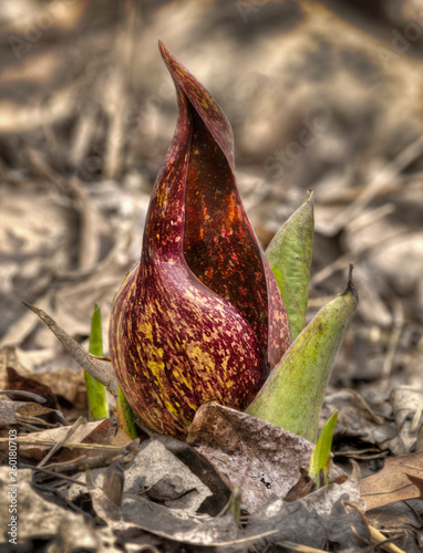 Skunk cabbage blooming though leaf litter photo