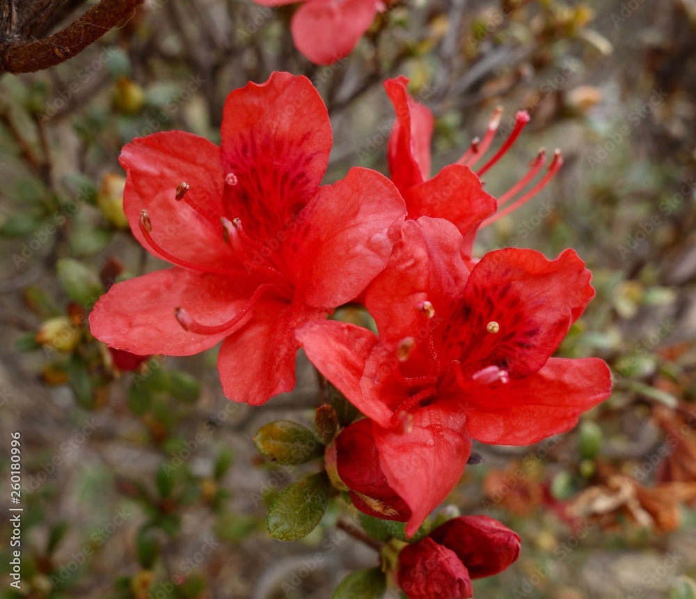 Obraz premium ツツジの花