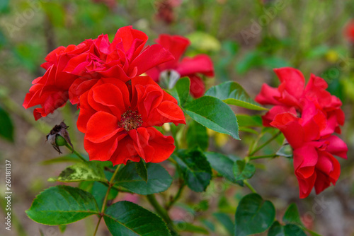 Ville de Caen rose in garden