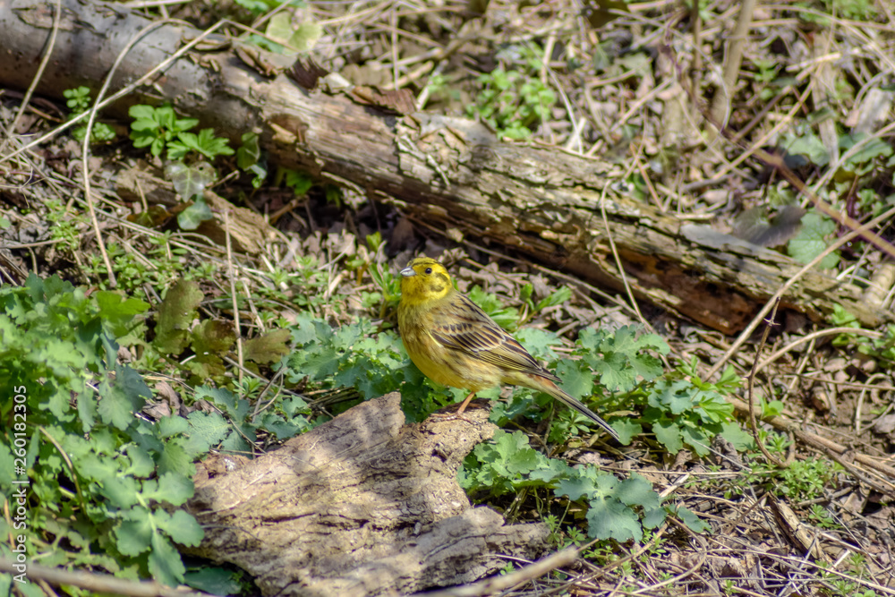 Blick auf einen kleinen Vogel der sich auf dem Waldboden befindet