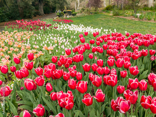 Beautiful tulips blossom with water drops at Descanso Garden