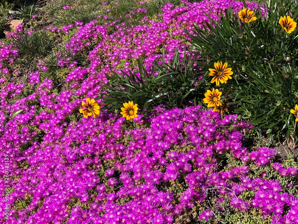 Purple flowers Purple flowers