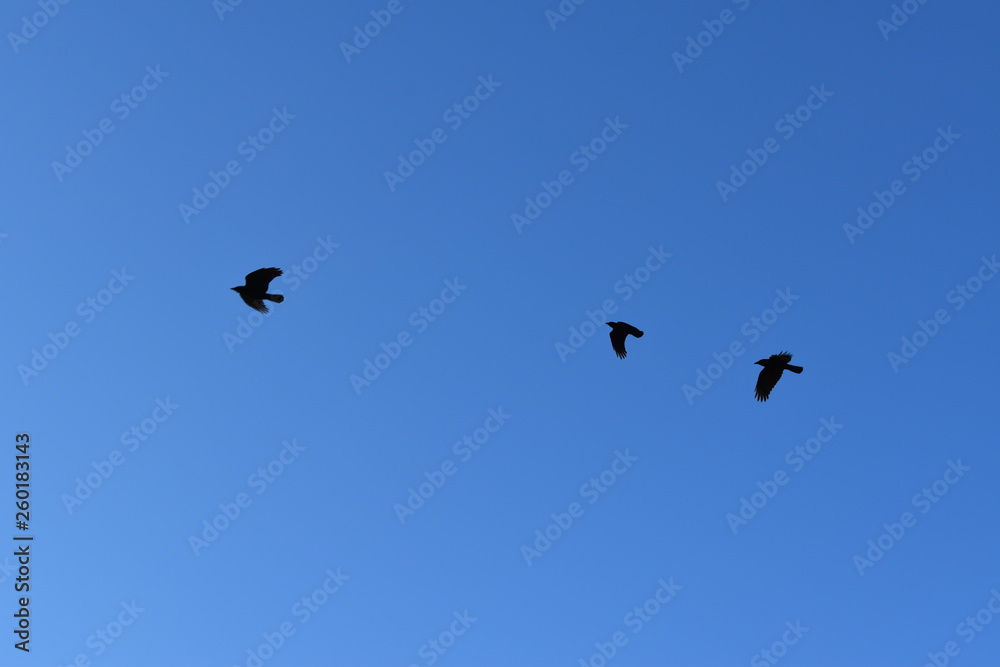 flock of flying birds in flight