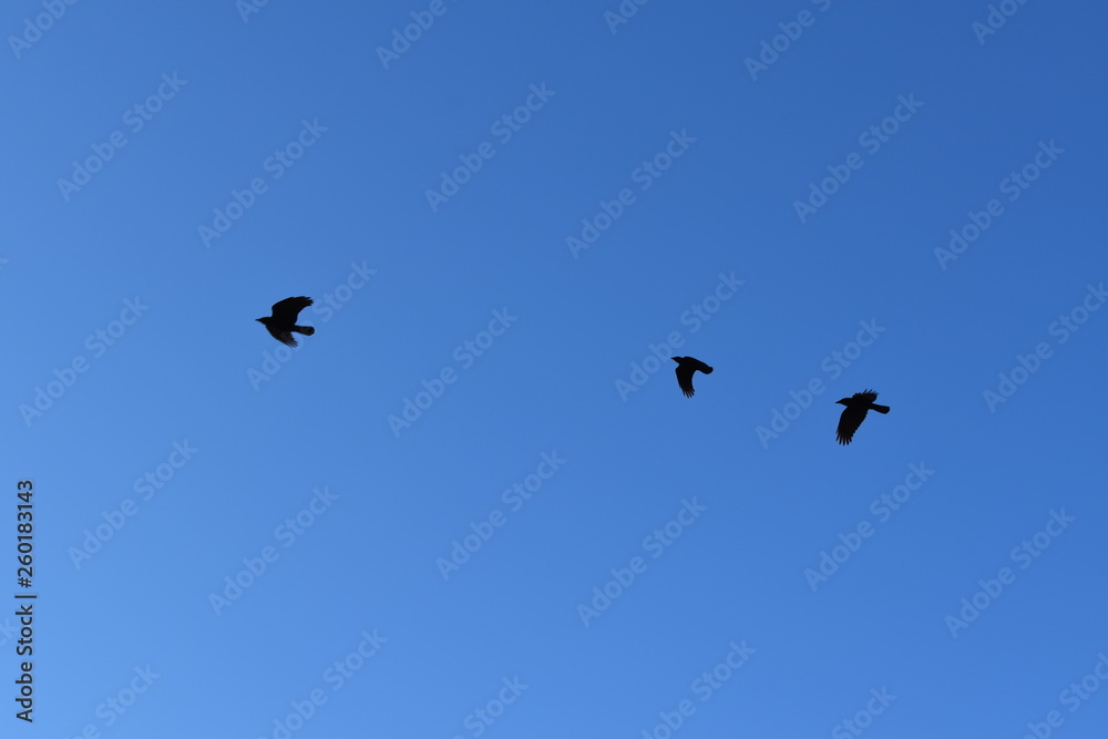 flock of flying birds in flight flock of flying birds in flight