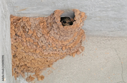 Close up Cliff Swallow Baby with Clay Cliff Swallow Nest on The Ceiling photo