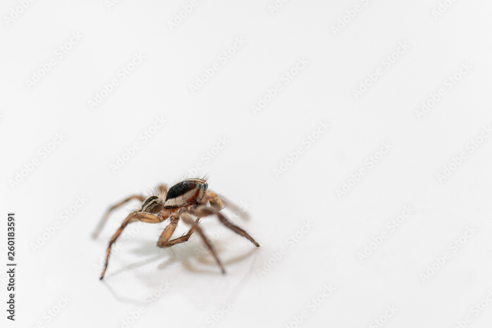 Jumping Spider Isolated