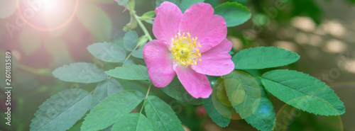 Dog-rose on a green background.