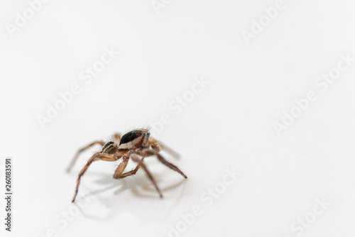 Jumping Spider Isolated © chatchai