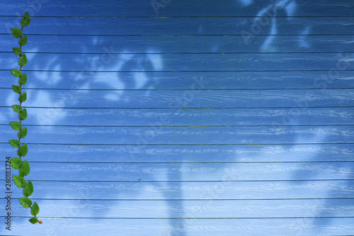 green leaves of Mexican daisy nature border and shadow tree on blue wood