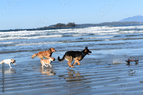 happy dogs on the beach 
