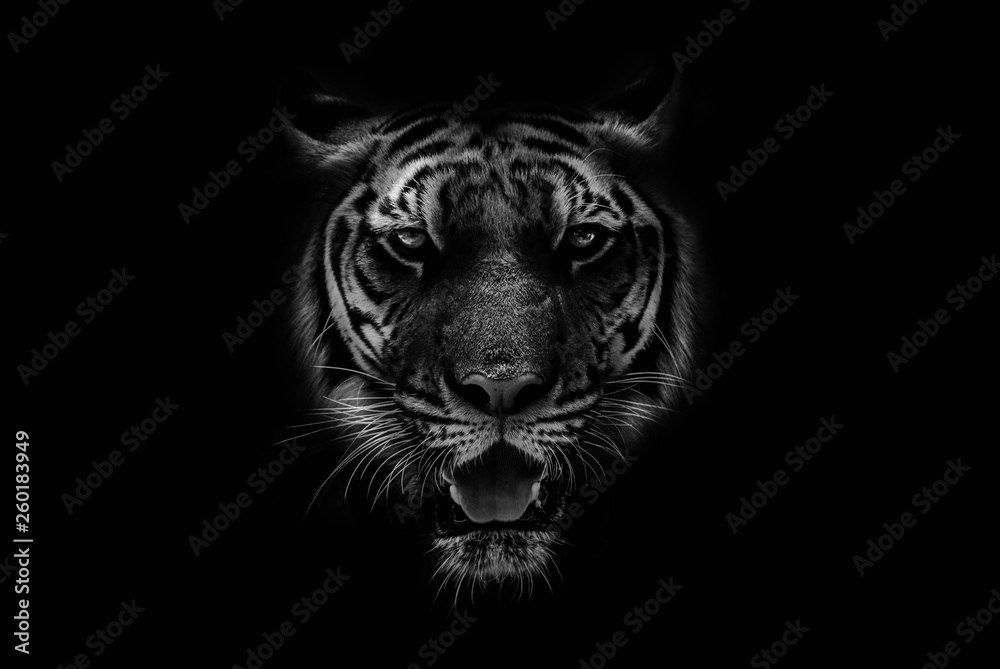Photo & Art Print Black & White Beautiful tiger on black background