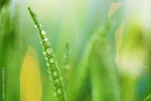 Grass stems with water drops macro.Spring grass in dew drops on a blurred vegetable background.green spring grass background.Phone wallpaper