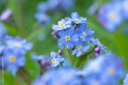 Spring background forget-me-not flowers.
