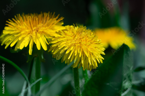 Yellow dandelion on a background of green grass.