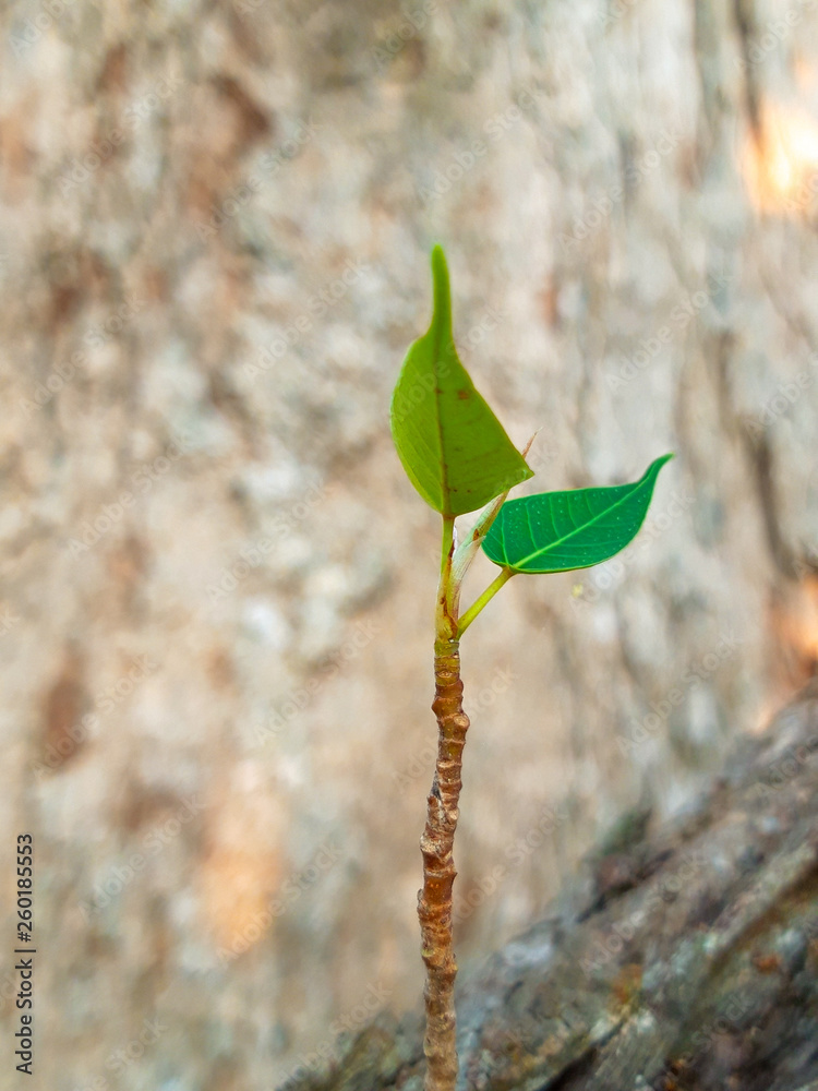 The new Bodhi tree that grew. The new Bodhi tree that grew.