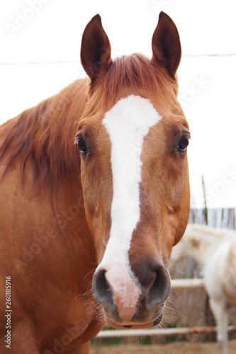brown horse with white stripe