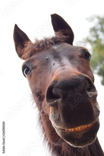 black brown horse smiling and looking
