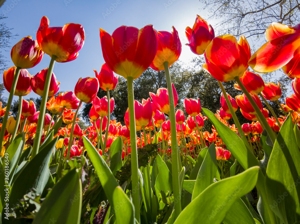 Fototapeta premium Patrząc na piękne tulipany kwitnące z ziemi w słoneczny dzień w Descanso Garden