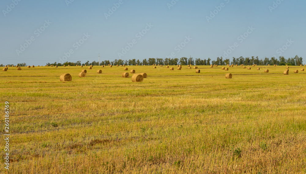 Agricultural field. Round bundles of dry grass in the field against the blue sky. Agricultural field. Round bundles of dry grass in the field against the blue sky.
