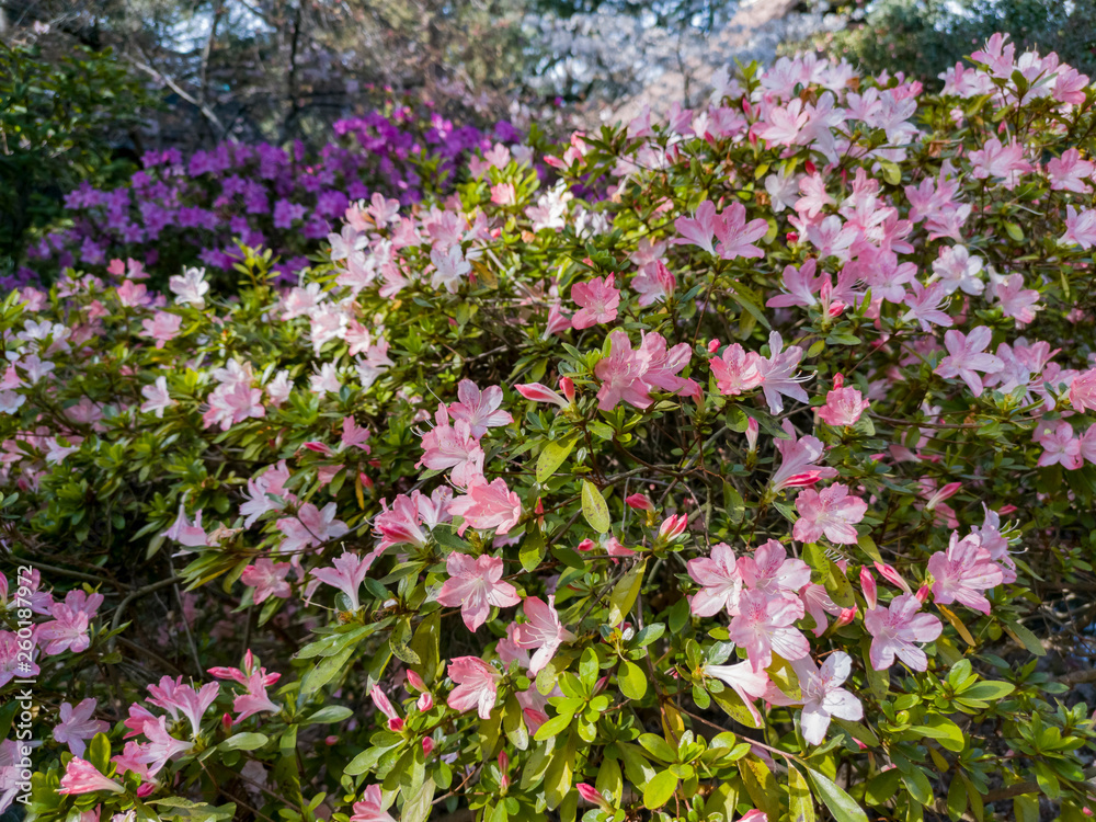 Beautiful pink Rhododendron blossom Beautiful pink Rhododendron blossom