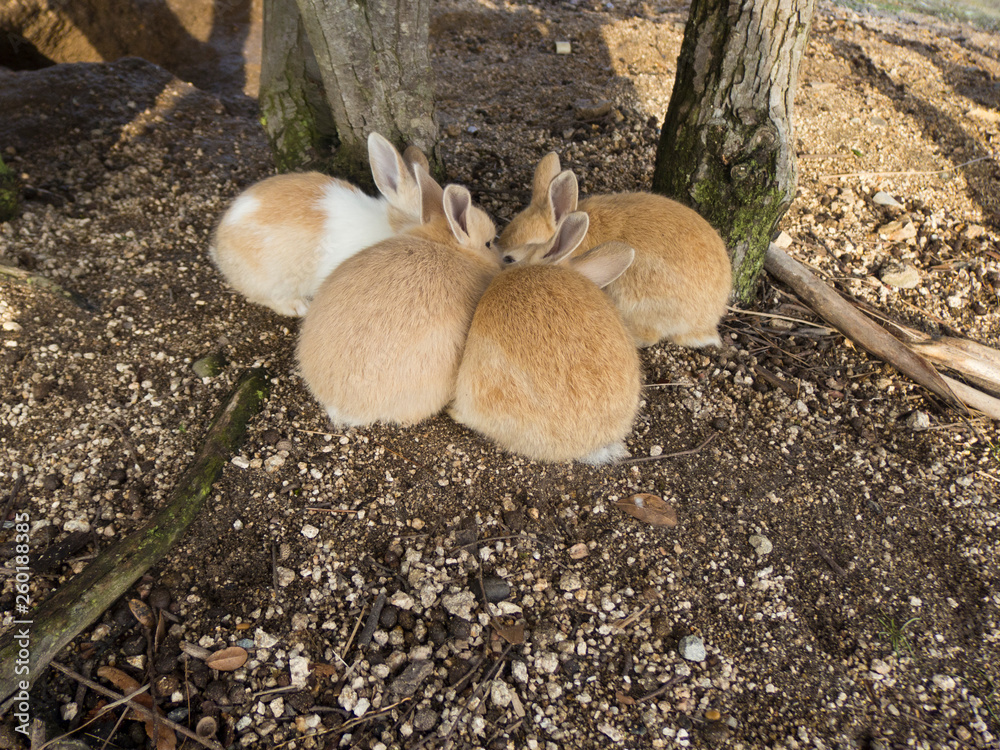 キスする恋人うさぎ2 Lover Rabbit To Kiss Stock 写真 Adobe Stock