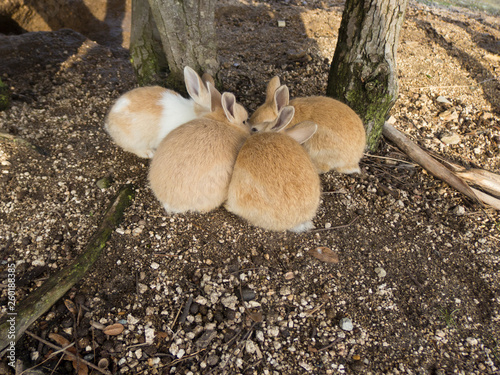キスする恋人うさぎ2 Lover Rabbit To Kiss Stock 写真 Adobe Stock キスする恋人うさぎ2 Lover Rabbit To Kiss Stock 写真 Adobe Stock