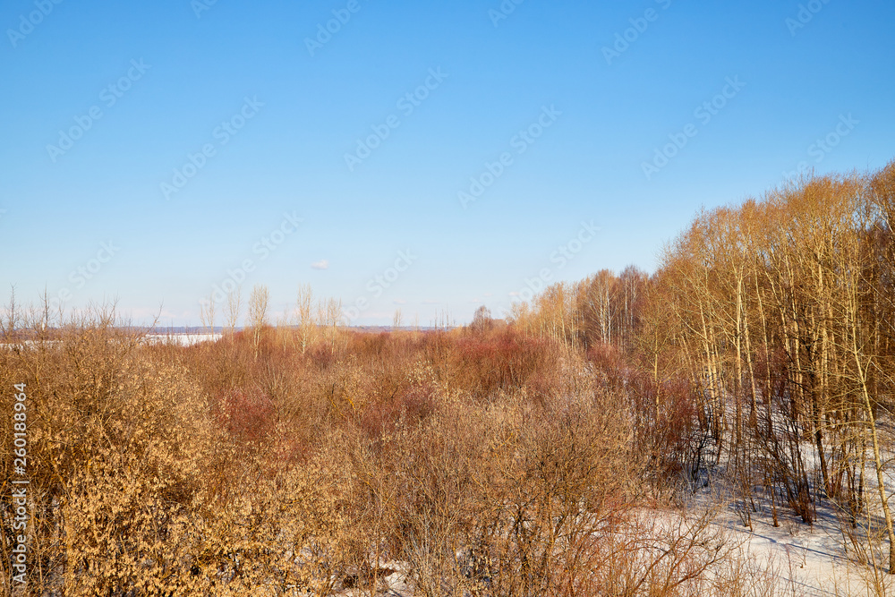 Landscape with willow and willow bushes below. Plants before flowering in early spring