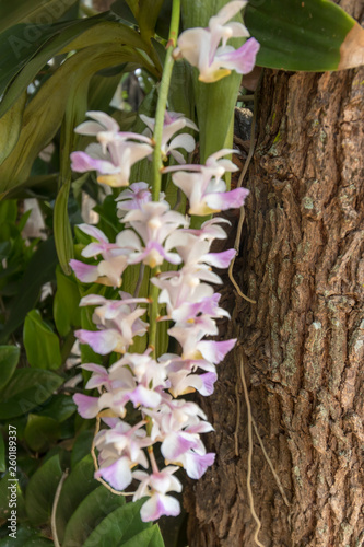 Orchid bouquet next to the tree