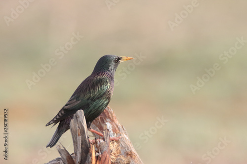 Common Starling by the Lake  © Mirza