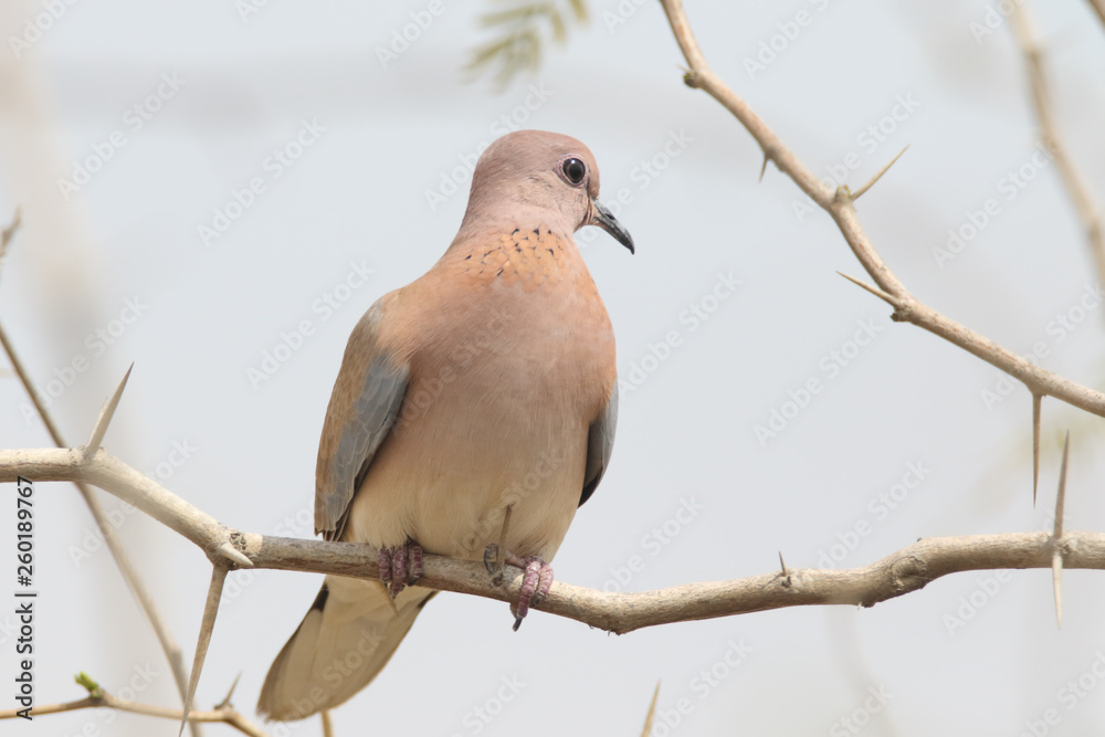 Laughing Dove On branch 