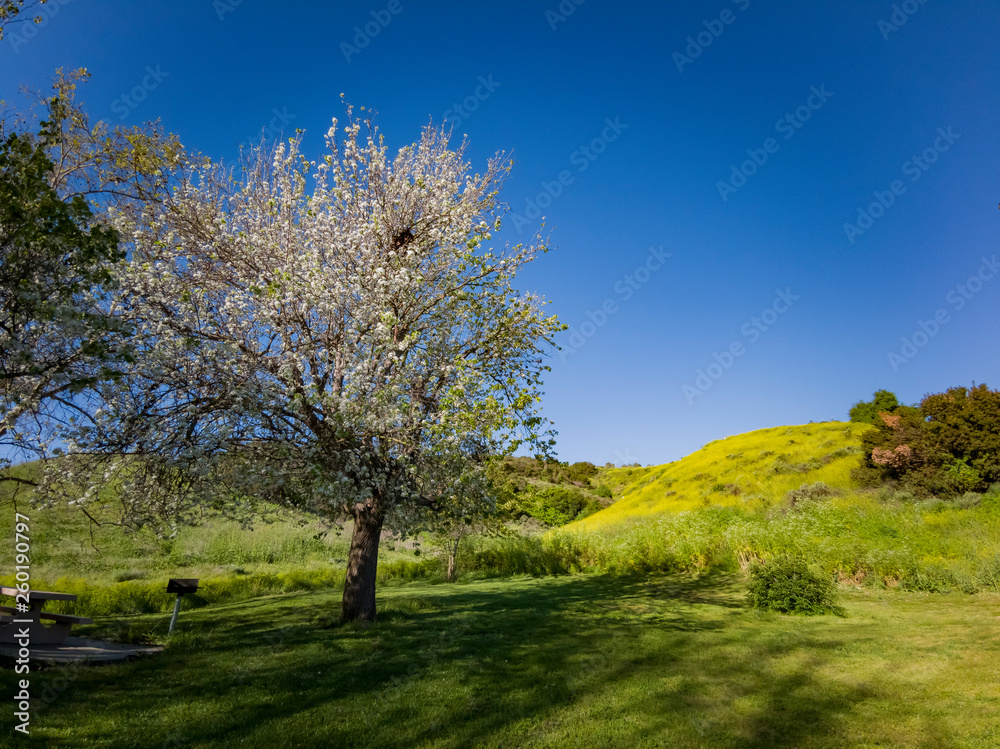 Beautiful Callery pear white flower blossom Beautiful Callery pear white flower blossom
