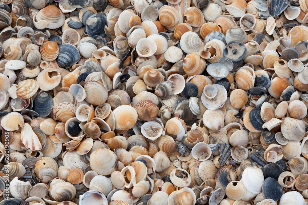 A jumble of pretty, small, coloured shells are washed up on the beach