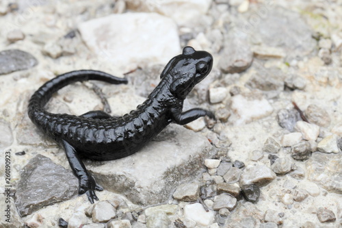 schwarzer Bergsalamander in der Natur