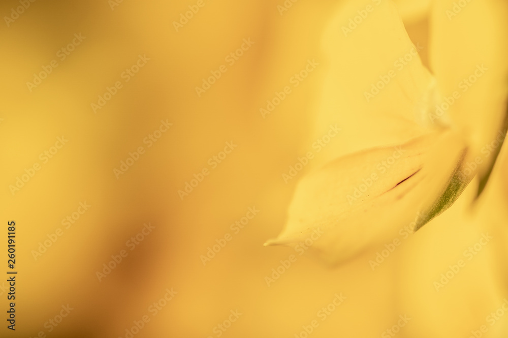 Fototapeta premium パンジー / pansy