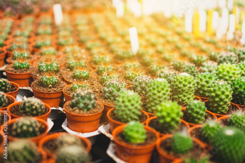 Selective focus many type of cactus in green house. © ant