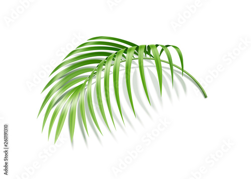 Vector realistic fern tropical plant green leaf