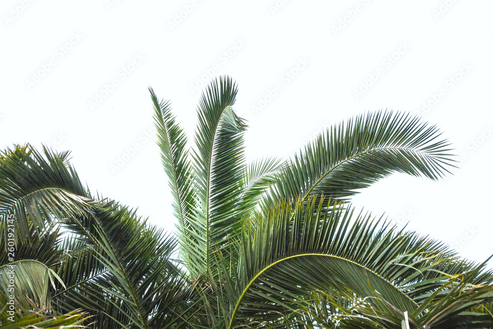 Fototapeta premium palm leaves summer natural background copy space