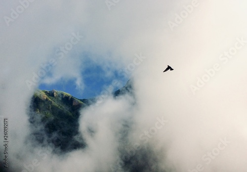 Bird in flight / mountaintop