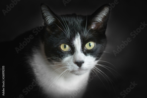 Katzen Portrait