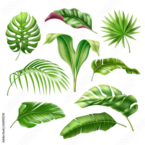 Tropical leaves realistic collection. Vector exotic palm, fern, monstera leaf for summer holiday, hawaiian party design. Green natural decoration, monstera plant vintage element. Jungle leaves set