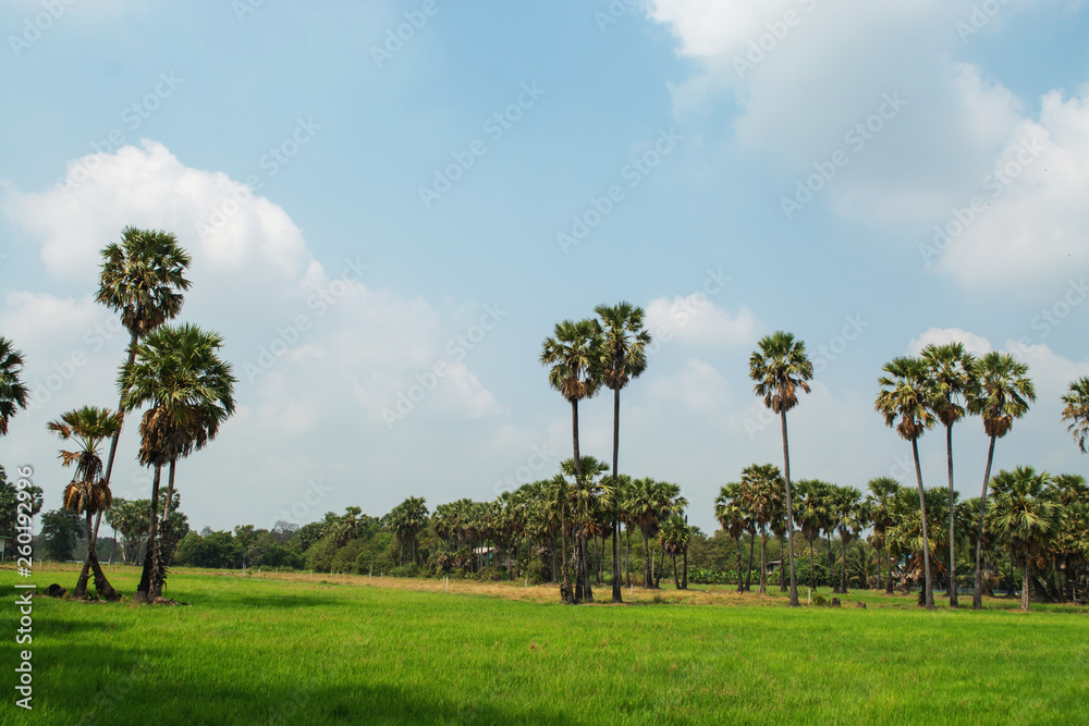 Nature spring landscape. Sugar palm, rice fields