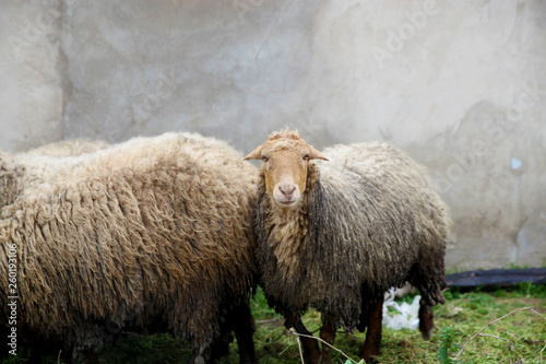The Sheep on a farm outdoor 