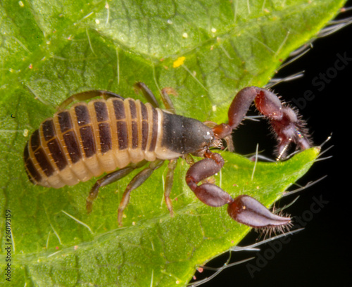 Baby pseudo scorpion posing on a green leave photo