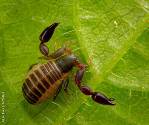 Baby pseudo scorpion posing on a green leave photo