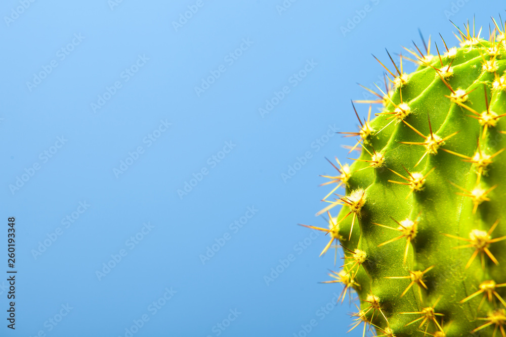 cactus on blue background closeup cactus on blue background closeup